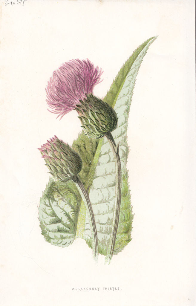FLOWERS. Melancholy Thistle c1895 old antique vintage print picture